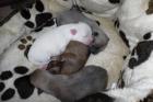 Süße Chihuahua Welpen suchen ein neues Zuhause