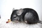 Reines Standard Chinchilla