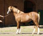 Gesunde 5 Jahre alt Walisisch Pony Pferd zu verkaufen.