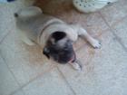 Mops hündin