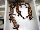 5 CBB Banded Gila Monster