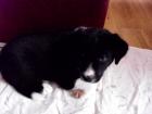 Border Collie Welpen