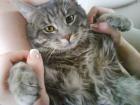 Kater entlaufen - FINDERLOHN