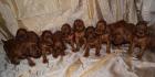 IRISH RED SETTER - perfekte Welpen mit Papiere FCI
