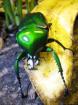 Suche Dicronorrhina derbyana oberthuri D. micans D. cavifrons