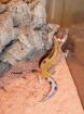 Leopardgecko-Nachzuchten 2022