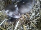 2 Frettchen Albino und Iltis beide Weiblich