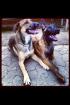 Hundesportler aufgepasst