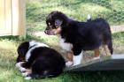 Australian Shepherd Welpen -13 Wochen alt top sozialisiert- suchen neue Abenteu