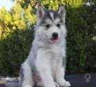 Siberian Husky Welpen aus TOP Verpaarung