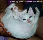 Devon Rex Kätzchen mit Stammbaum