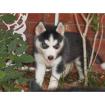 Gesunde Siberian Husky Welpen sofort verfügbar