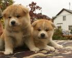 Akita Inu Welpe aus VDH ZUCHT mit Papieren