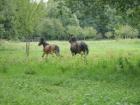 Kleiner privater Offenstall in ruhiger Lage hat noch 1 Platz frei
