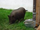 Minischweinpaar abzugeben.