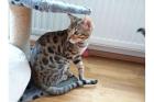 Bengalkitten abzugeben