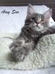 . Bezaubernde Maine Coon Kitten in BLUE .