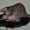 - reinrassige Bengalkitten aus top Verpaarung abzugebe/