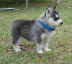 Vielversprechende Siberian Husky Welpen aus Champion Zucht mit VDH / DCNH / FCI