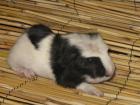 CUY Riesnemeerschweinchen XXL Meerschweinchen Jungtiere