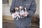 - - 4 Liebe Chihuahua Welpen LH/KH - -.