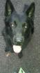 Deutscher Schäferhund 5 Jahre ohne Papiere