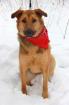 Aktiver Hund 11 Monate aus Russland sucht ein zu Hause