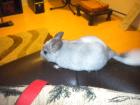 2 chinchillas weiblich geschwister