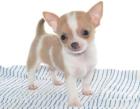 Traumhaft schöne Chihuahuawelpen aus Exclusivzucht