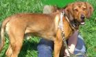 Hübsche Hundedamen aufgepasst - Unser Andy sucht eine Hündin zum decken