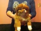 Kleine süße Königs Pekinese welpen geboren am 4 Dezember