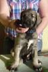 Irish Wolfhound / Irischer Wolfshund Welpen in sand- und weizenfarbend m. P.