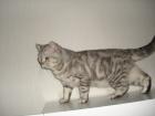 Kater / Deckkater / Scottish Fold / Scottish streit BKH