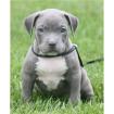 American Pitbull Terrier Welpen Bully Type
