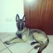 7 monate alte malinois hündin