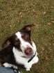 Hundetraining einzel und gruppenunterricht welenstunde sozialisierung themenabe