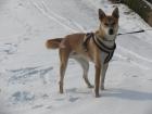 Hundetraining bvl Tierpension Dominik Lang
