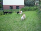 Betreuung Hotel Hundetraining bvl Tierpension Dominik Lang