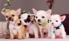 Chihuahuas in Kurz-und Langhaar mit Stammbaum Mikrochip EU- Impfpass