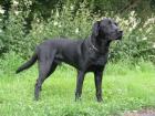 Labrador Deckrüde HD ED Frei