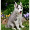 100 Reinrassige Siberian Husky Welpen mit VDH/ DCNH/ FCI-Papier