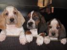 Basset Hound Welpen mit Papieren