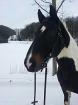 Süßer criollowallach sucht dich