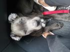 Boxer Mix 1jahr blueline sucht neues zuhause . nur wer zeit hat melden