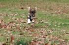 Hundesitter / Dogsitter / Hundebetreuer gesucht 20144 Hamburg Eimsbüttel