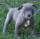 Lion Style American Bully Blueline