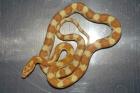 Kornnatter Pantherophis guttatus