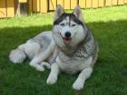 Reinrassige Siberian Husky Welpen aus FCI-Zucht D-Wurfplanung für Herbst/Winter