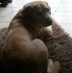 Sammy sucht ein Zuhause