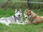 Wir erwarten Mitte Oktober reinrassige Siberian-Husky Welpen aus FCI-Zucht